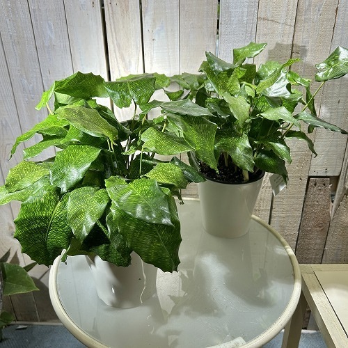 カラテア ムサイカ(モザイク) 5号白鉢｜芳樹園オンラインショップ