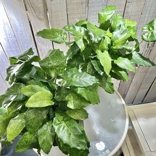 カラテア ムサイカ(モザイク) 5号白鉢｜芳樹園オンラインショップ