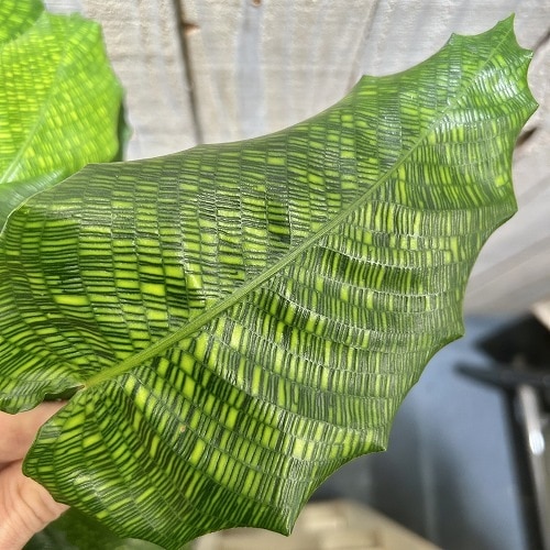 カラテア ムサイカ(モザイク) 5号白鉢｜芳樹園オンラインショップ