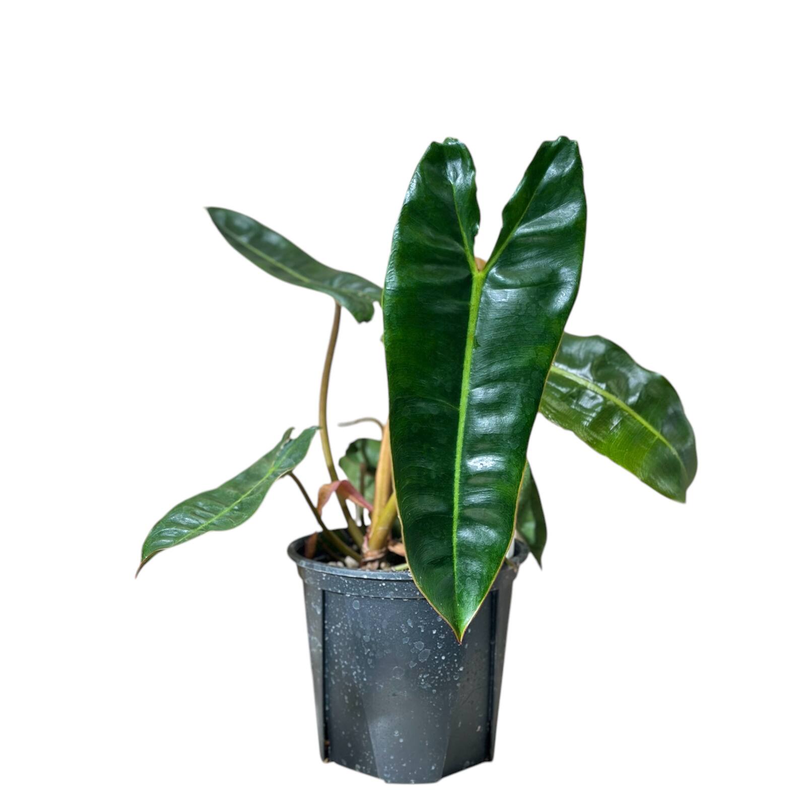 フィロデンドロン ビレッティア 美斑入り 親株サイズ 送料込み