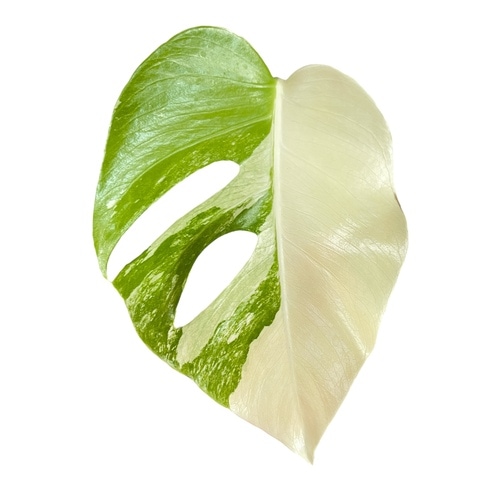 モンステラ ホワイトタイガー 4号スリット鉢 個体B｜芳樹園