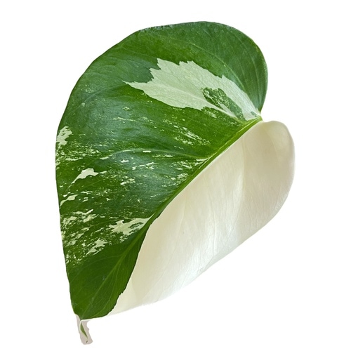 モンステラ ホワイトタイガー 4号スリット鉢 個体D｜芳樹園