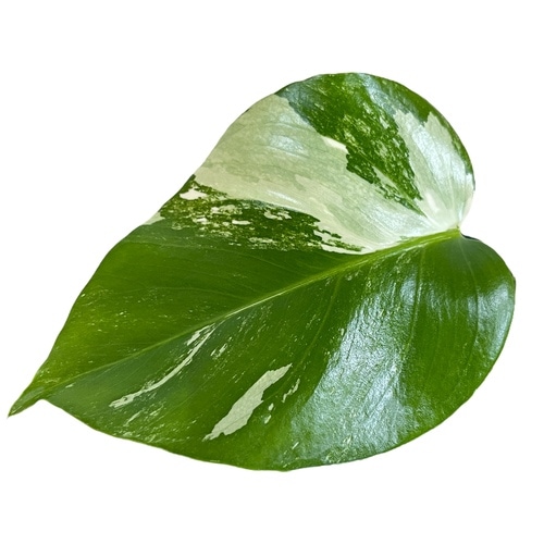 モンステラ ホワイトタイガー 4号スリット鉢 個体E｜芳樹園オンライン