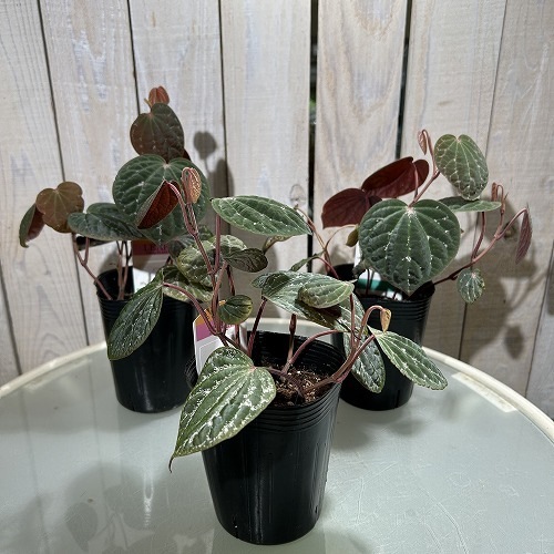 ピペル sp. ピンクスペシャル 3号ポット｜芳樹園オンラインショップ