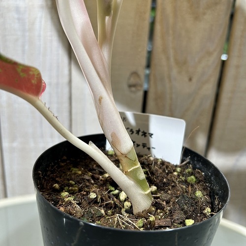 アグラオネマ マハセッティー 3.5号硬質ロングポット｜芳樹園