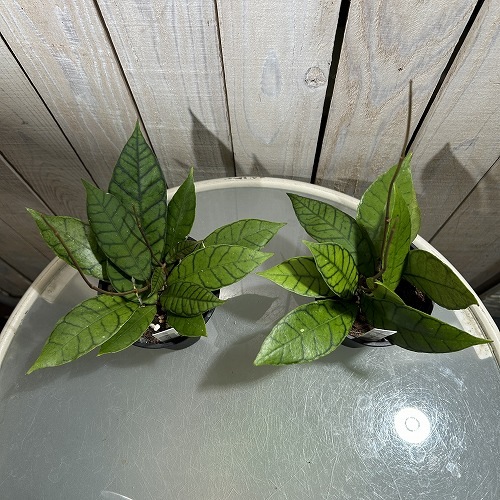 ホヤ(サクララン) カリストフィラ 3.5号硬質スリット鉢｜芳樹園