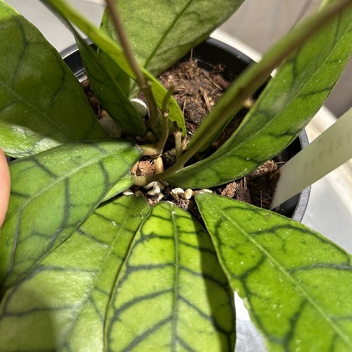 ホヤ(サクララン) カリストフィラ 3.5号硬質スリット鉢｜芳樹園