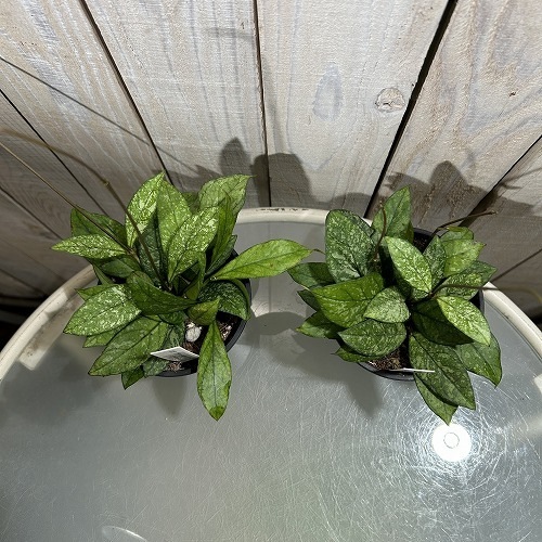Hoya Crassipetiolata super splash ホヤ クラシペティオラータ
