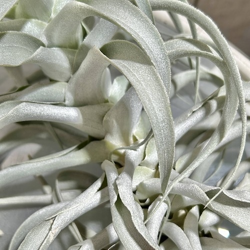 チランドシア カクティコラ ロングフォームシルバー M｜芳樹園