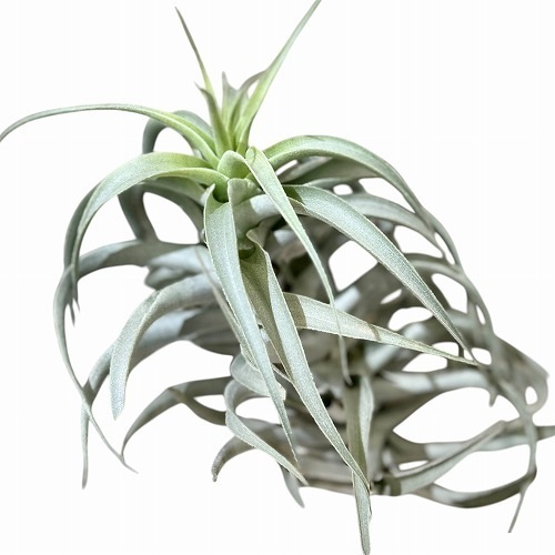 チランドシア カクティコラ ロングフォームシルバー M｜芳樹園