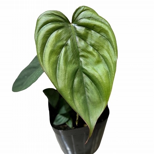 フィロデンドロン sp. クリスタルグリーン コロンビア 3.5号ポット