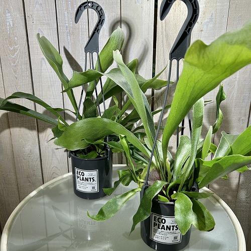 コウモリラン ネザーランド 4号吊り鉢(底穴なし) ECO PLANTS(個体