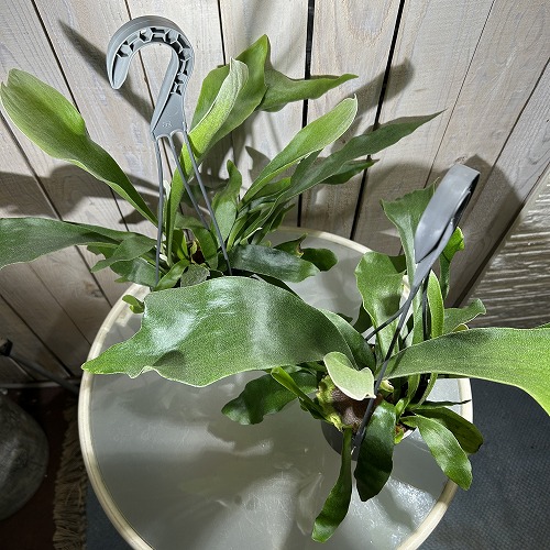 コウモリラン ネザーランド 4号吊り鉢(底穴なし) ECO PLANTS(個体