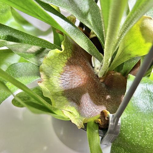 コウモリラン ネザーランド 4号吊り鉢(底穴なし) ECO PLANTS(個体
