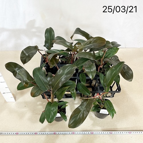 フィロデンドロン サヤカ 3.5号｜芳樹園オンラインショップ