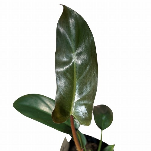 大株 Philodendron 'Lelano Miyano' フィロデンドロン
