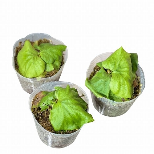 【たーくん】ウィリンキー、リドレイ、アンティス ギターズ・アンド・ウィメン【期間生産限定盤】 | リック