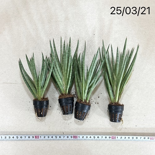 サンスベリア フランシシー 斑入り 1号|芳樹園オンラインショップ サンスベリア フランシシー 斑入り 1号|芳樹園オンラインショップ