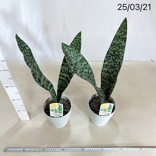 サンスベリア オブリティアナ 5号 ｜芳樹園オンラインショップ