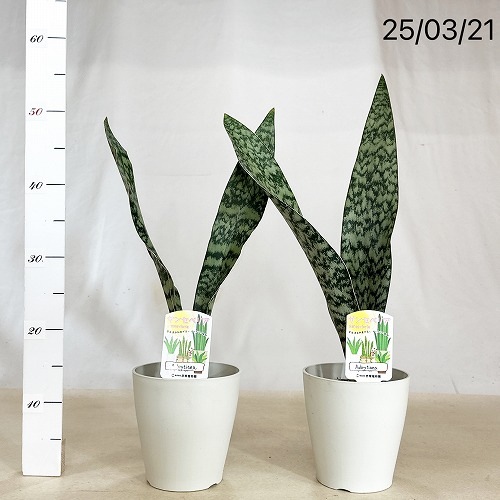 サンスベリア オブリティアナ 5号 ｜芳樹園オンラインショップ