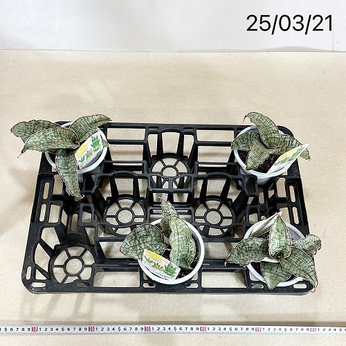 サンセべリア キルキーシルバーブルー 4号 ｜芳樹園オンラインショップ