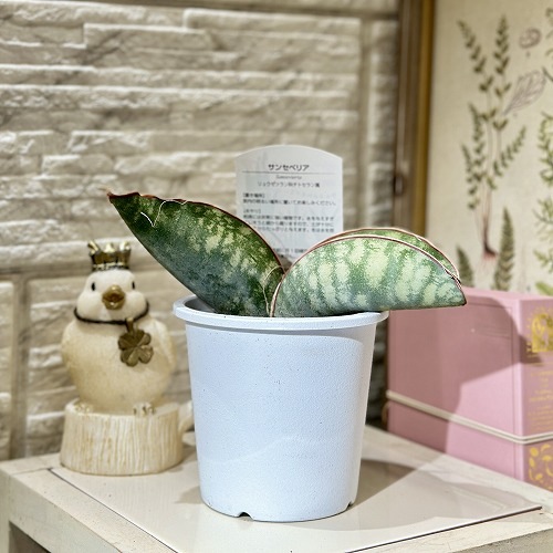 サンセベリア ドラゴンウィング 4号 ｜芳樹園オンラインショップ