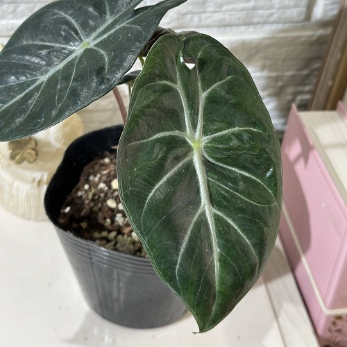 あけさま専用　アロカシア　４種芋 あけさま専用 アロカシア 4種芋