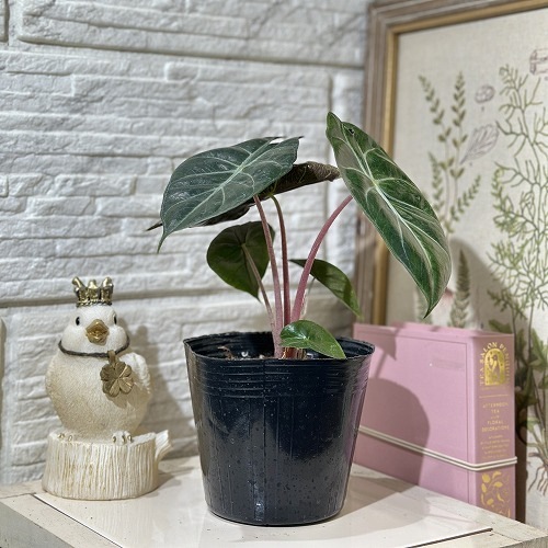 アロカシア ナイロビナイツ 4号ポット｜芳樹園オンラインショップ