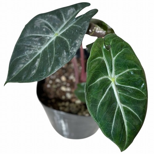 アロカシア ナイロビナイツ 4号ポット｜芳樹園オンラインショップ