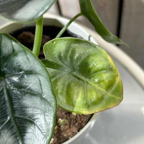 アロカシア リバーサ 4号白鉢｜芳樹園オンラインショップ