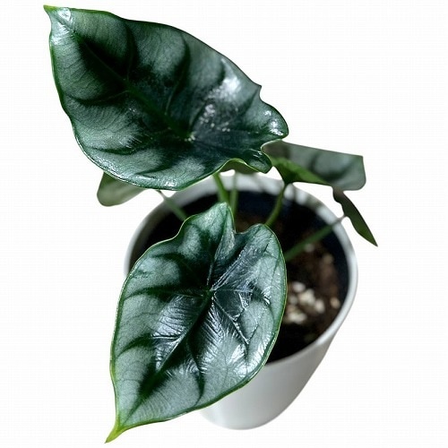 アロカシア リバーサ 4号白鉢｜芳樹園オンラインショップ