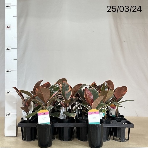 フィカス ルビー 2.5号(個体おまかせ1鉢)｜芳樹園オンラインショップ