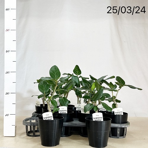 フィカス ベンガレンシス オードリー 4号(個体おまかせ1鉢)｜芳樹園