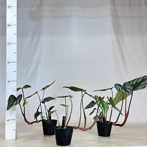 フィロデンドロン マーメイ(マメイ) 3号(現品)｜芳樹園オンラインショップ
