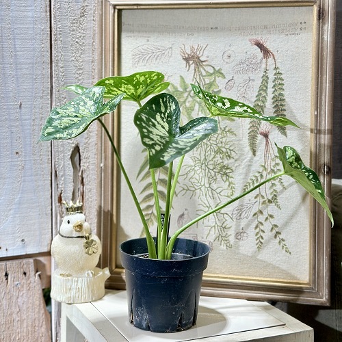 カラジューム　カモフラージュ　抜き苗　第４種発送 カラジューム 抜き苗 第4種郵便発送