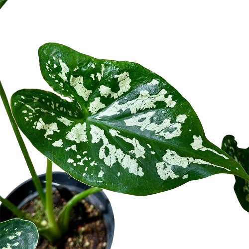 カラジューム　カモフラージュ　抜き苗　第４種発送 カラジウム(カラジューム) カモフラージュ 4号(個体おまかせ1鉢