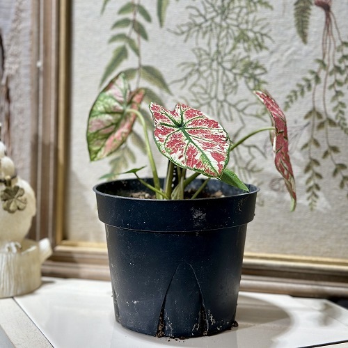 カラジウム(カラジューム) ファイアーフェニックス 4号(現品)｜芳樹園