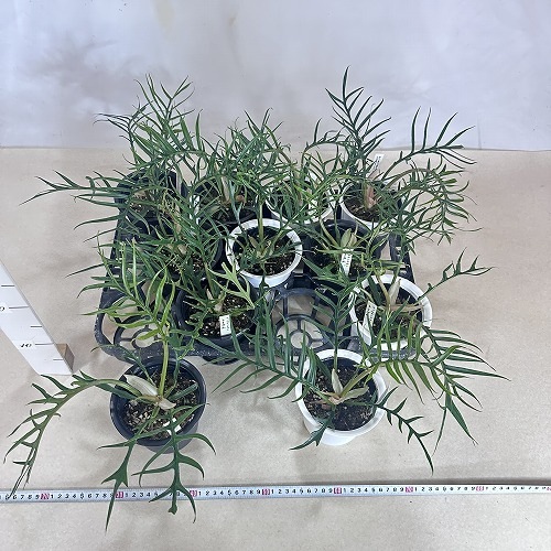 フィロデンドロン トルツム(トータム) 4号(個体おまかせ1鉢)｜芳樹園