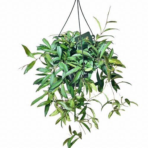 種類・用途,植物,観葉植物｜芳樹園オンラインショップ