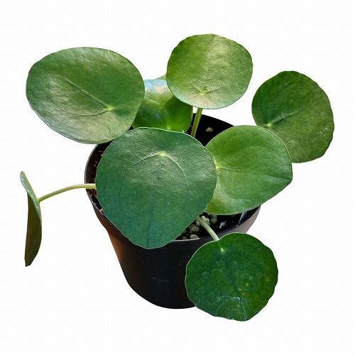 芳樹園オンラインショップ｜園芸用品・園芸資材の専門店