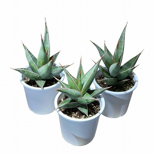 サンセベリア(サンスベリア) ピングイクラ 4号(個体おまかせ1鉢