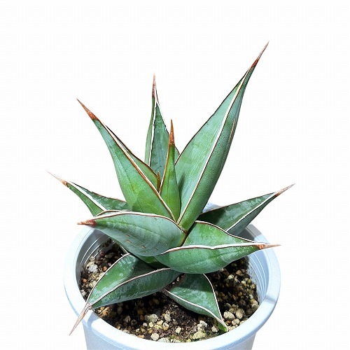 サンセベリア(サンスベリア) ピングイクラ 4号(個体おまかせ1鉢