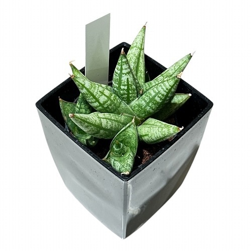 サンスベリア Sansevieria Mingmanee v B サンスベリア Sansevieria