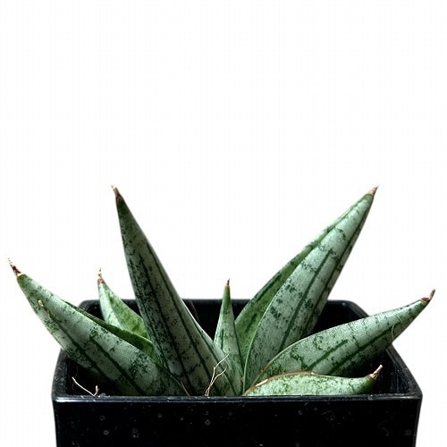 サンセベリア(サンスベリア) Sansevieria Yaya 3号角鉢カバー付(現品
