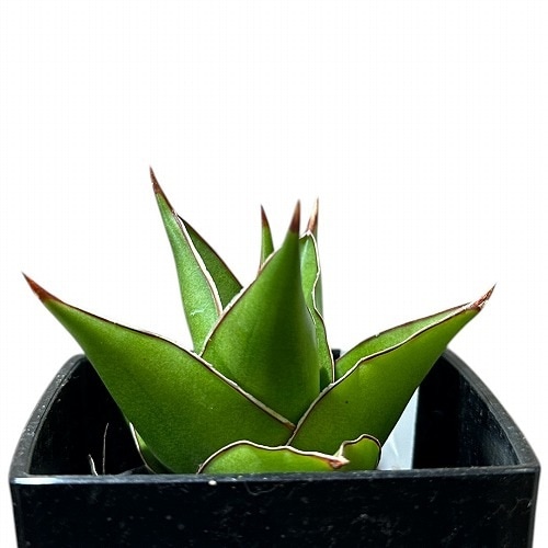 サンセベリア(サンスベリア) Sansevieria Tower 3号角鉢カバー付