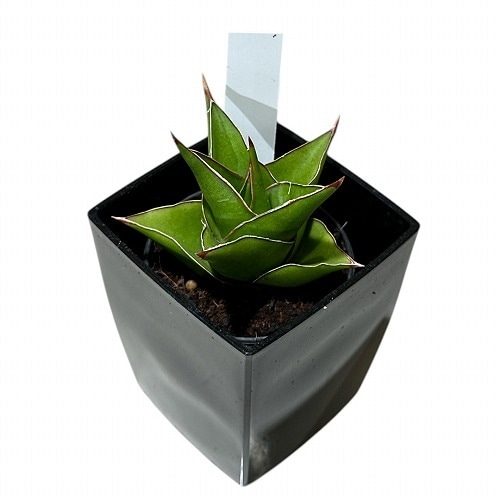 特大株 サンスベリア パウエル サンセベリア sansevieria PLANCHU 観葉植物 サンセベリア スパーバ 3.5号鉢 受け皿付き