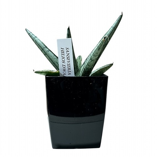 サンセベリア(サンスベリア) Sansevieria Helios dwarf 3号角鉢