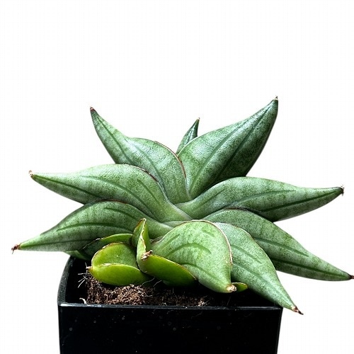 サンセベリア(サンスベリア) Sansevieria Vienna 3号角鉢カバー付(現品