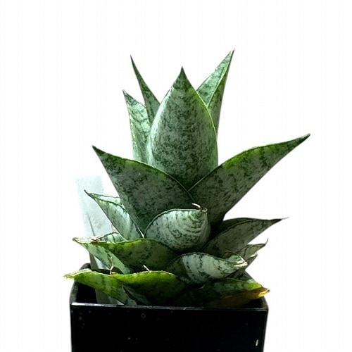 サンセベリア(サンスベリア) Sansevieria Piano 3号角鉢カバー付