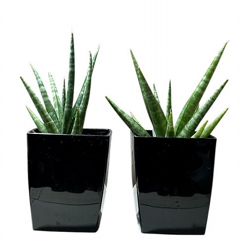 サンスベリア semanggi サンセベリア sansevieria ATSUSHI TAKEOKA 竹岡篤史 | . . Sansevieria…LIFE Sansevieria Baodam
